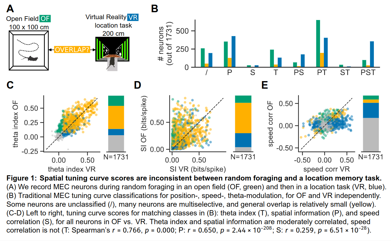 stability of functional identity in the MEC