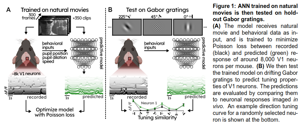 evaluating foundation models of mouse V1